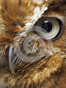 Eye and beak of brown owl photo