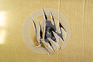 The eye of the beast, looking out of the box through a clawed hole