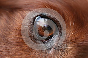 Eye of a beautiful red brown old dog, close-up