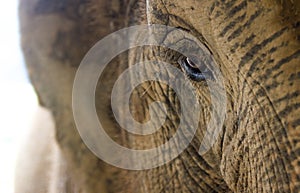 Eye and big eyelashes of a juvinile asian elephant