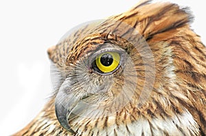 Eye bird