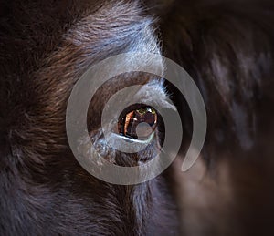 Eye of a bison close-up. The largest terrestrial animal in North America and Europe