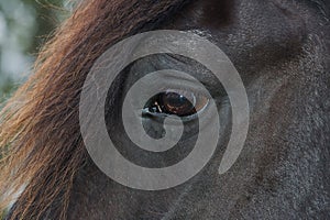 Eye of a Black Percheron Draft Horse