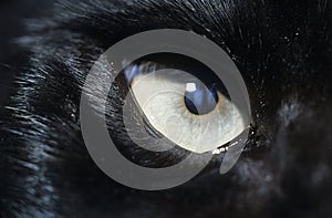 Eye of black wolf close-up