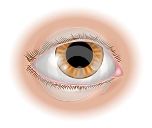 Eye body part illustration