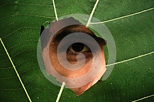 Eye of a boy visible through leaf.