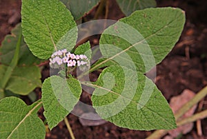 Eye bright or Indian Heliotrope, broadleaves weed