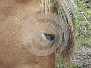 Eye of a brown farm horse