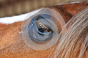 Eye of a brown horse close up