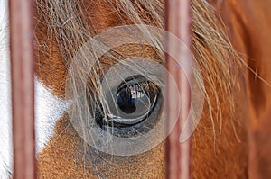 Eye of a brown horse close up