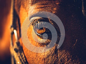 Eye of a brown horse in sun