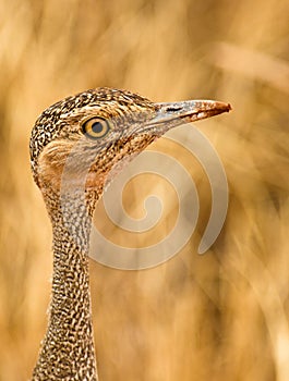 The eye of the Buff-crested Bustard photo