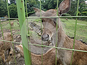 Eye cacthing Raindeer