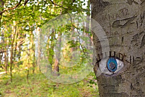 Eye carved in tree trunk.