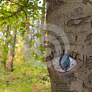 Eye carved in tree trunk.