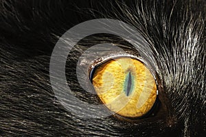 Eye Cat