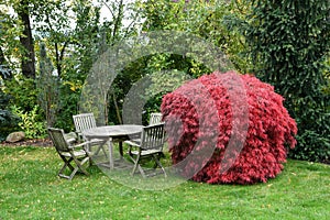 Eye catcher - A red coloured Korean maple tree with a seating area in a garden