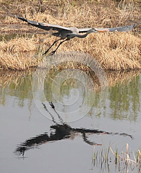 This eye-catching Great Blue Heron and his reflection is gorgeous.