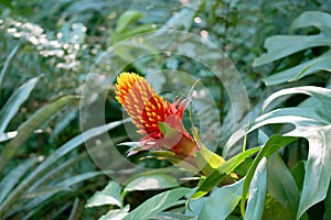 Eye-catching Guzmania Bromeliad or Scarlet Star Growing among Lush Foliage