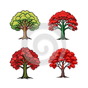 Bold Amur Maple Tree Illustration on White Background