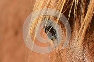 Eye close-up of chestnut horse