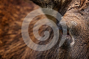 Eye close-up detail portrait of elk or Moose, Alces alces in the dark forest during rainy day. Beautiful animal in the nature