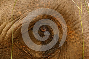 Eye Close-up of an Indian Elephant