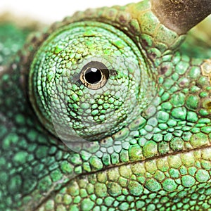 Eye close-up on a Jackson`s horned chameleon