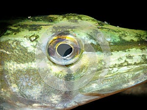 Eye close up of a Northern Pike (Esox Lucius