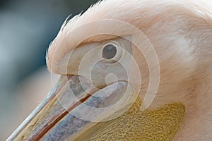 Eye close up of white common pelican