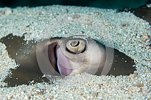 Eye closeup of JenkinsÃ¢â¬â¢ whipray, Himantura jenkinsii