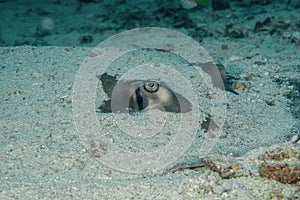 Eye closeup of JenkinsÃ¢â¬â¢ whipray, Himantura jenkinsii