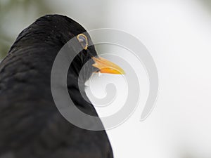 Eye of a Common Blackbird