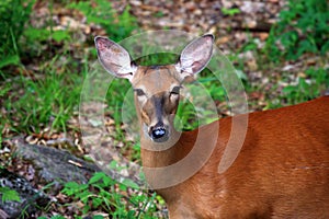 White-tailed deer portrait