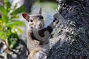 Eye Contact with Eastern gray squirrel