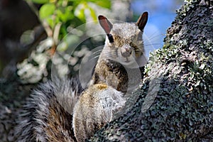 Eye contact eastern gray squirrel