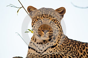 Eye contact with a leopard