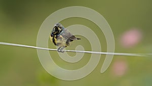 Eye contact: Purple Sunbird in Eclipse plumage - Cinnyris asiaticus