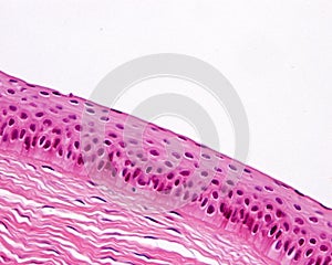 Eye. Cornea epithelium