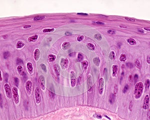 Eye. Cornea epithelium