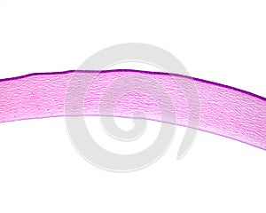 Eye. Cornea layers