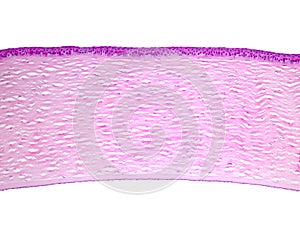 Eye. Cornea layers photo