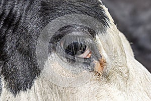 Eye of a cow, close up of a dairy black and white one, looking calm and tranquil