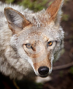 Eye of the Coyote Portrait