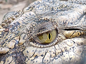 Eye of crocodile