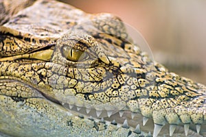 Eye of crocodile