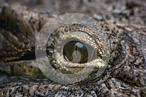Eye of crocodile in close view