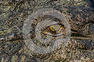 Eye of the crocodile in Kakadu National Park in Australia& x27;s Northern Territory