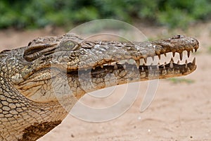 Eye of Crocodile with mouth open