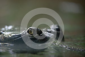 eye of crocodile in Prague ZOO